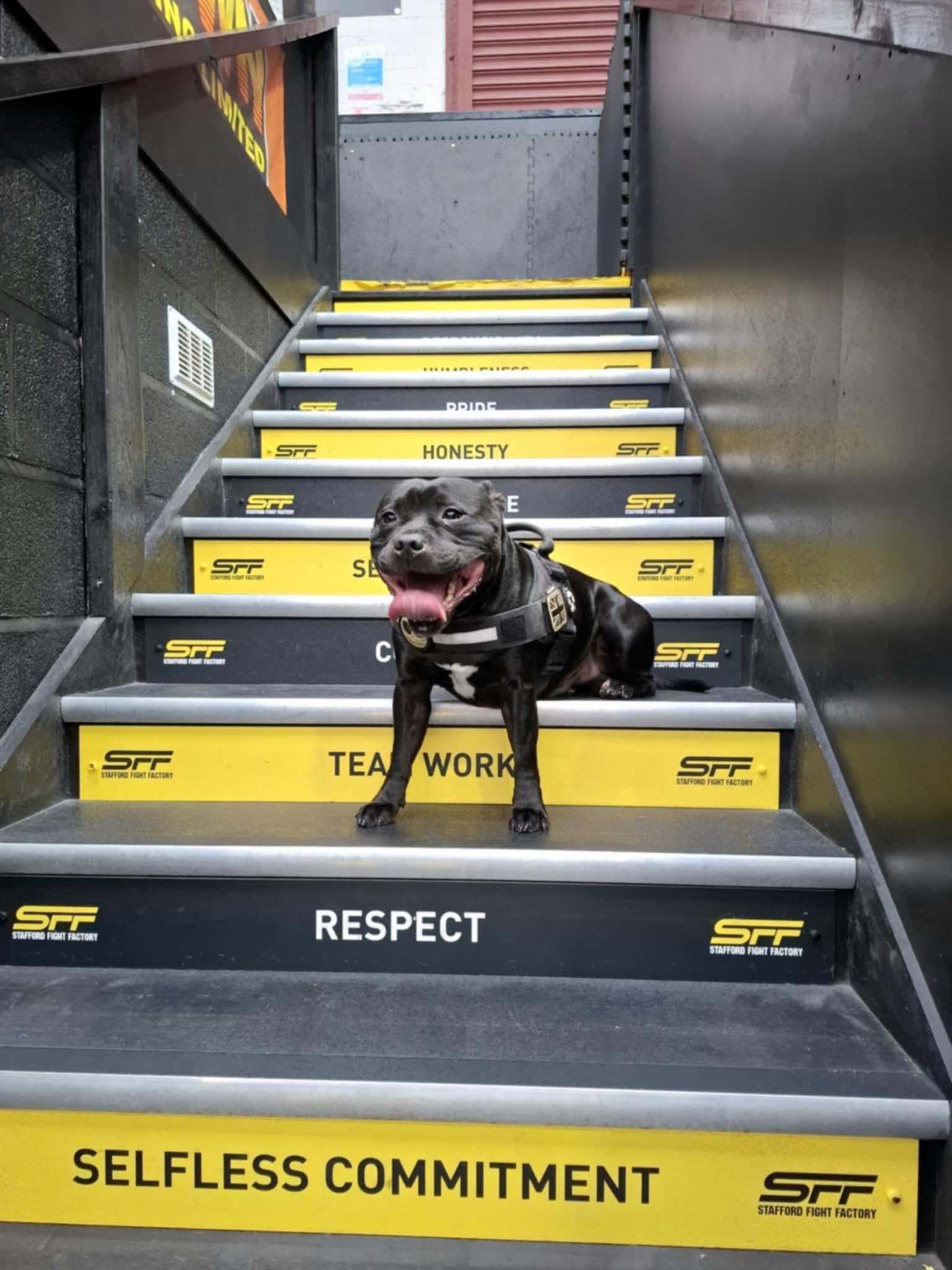 Gym mascot on the Stafford Fight Factory stairs